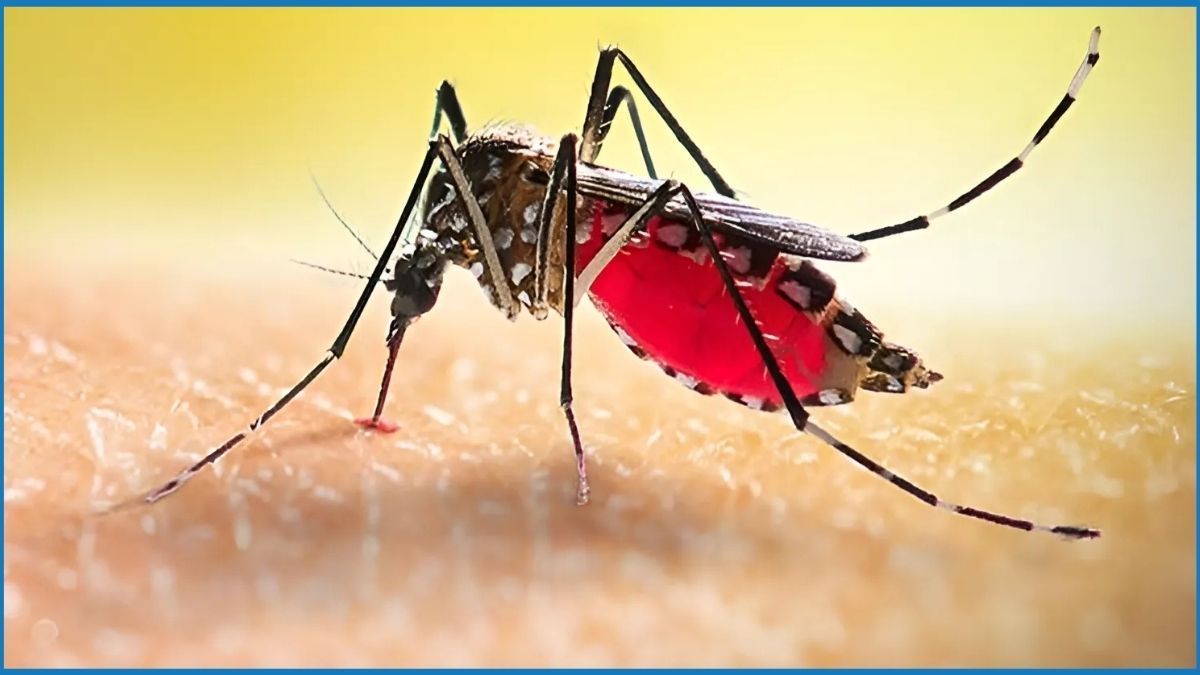 ডেঙ্গুতে আরও ২ জনের প্রাণহানি