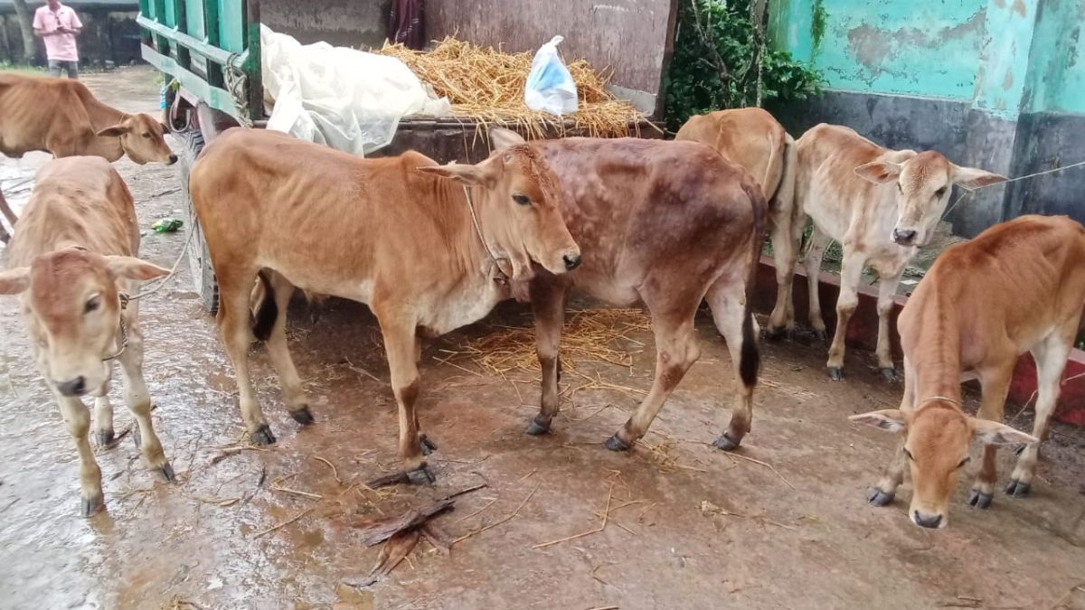 চরফ্যাসনে লাম্পি স্কিনে বিপর্যস্ত গবাদিপশু খাত, আক্রান্ত ৪ হাজার গরু