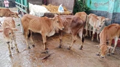 চরফ্যাসনে লাম্পি স্কিনে বিপর্যস্ত গবাদিপশু খাত, আক্রান্ত ৪ হাজার গরু