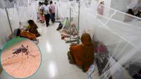 ২৪ ঘণ্টায় ডেঙ্গুতে মৃত্যু ১, আক্রান্ত ৪১৬