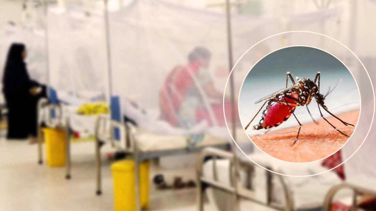 ২৪ ঘণ্টায় ডেঙ্গুতে আক্রান্ত ২০৪