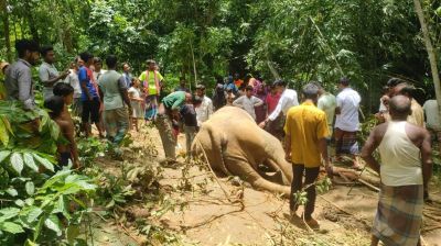 গারো পাহাড়ে আবারও বিদ্যুতের ফাঁদে হাতির মৃত্যু