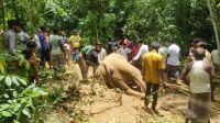 গারো পাহাড়ে আবারও বিদ্যুতের ফাঁদে হাতির মৃত্যু