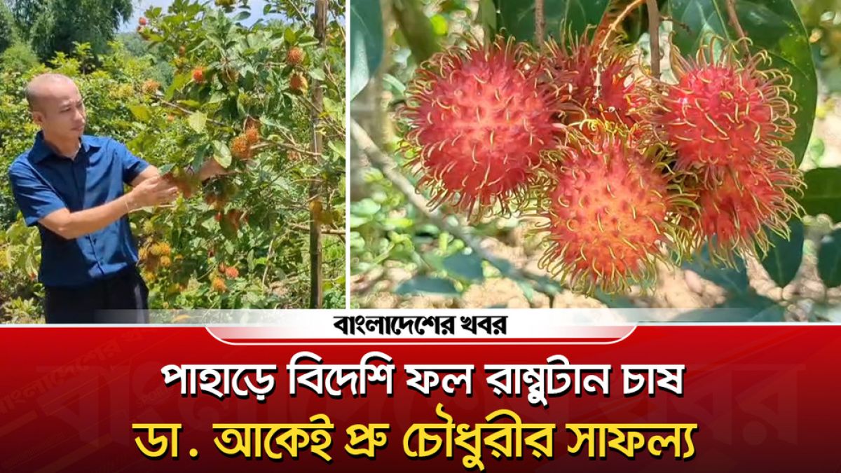 পাহাড়ে বিদেশি ফল রাম্বুটান চাষে সাফল্য মিলেছে ডা. আকেই প্রু চৌধুরী'র