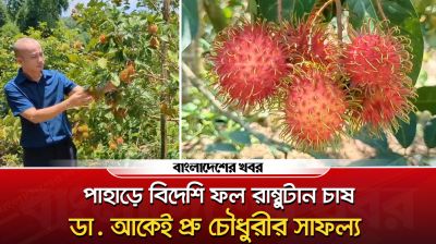 পাহাড়ে বিদেশি ফল রাম্বুটান চাষে সাফল্য মিলেছে ডা. আকেই প্রু চৌধুরী'র