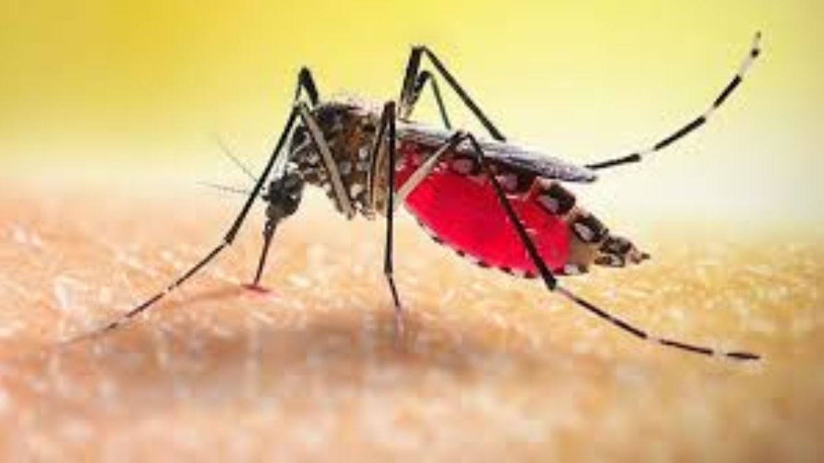 ২৪ ঘণ্টায় আরও মৃত্যু ৩, হাসপাতালে ভর্তি ৪২৫