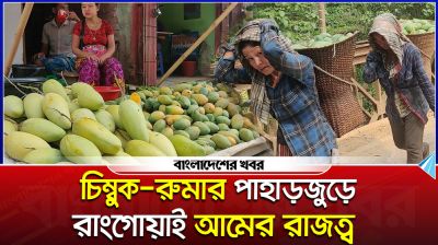 চিম্বুক-রুমার পাহাড়জুড়ে রাংগোয়াই আমের রাজত্ব