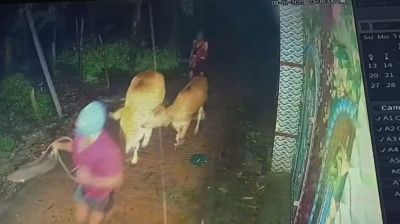 পটিয়ায় সিসিটিভিতে ধরা পড়ল গরু চুরির দৃশ্য