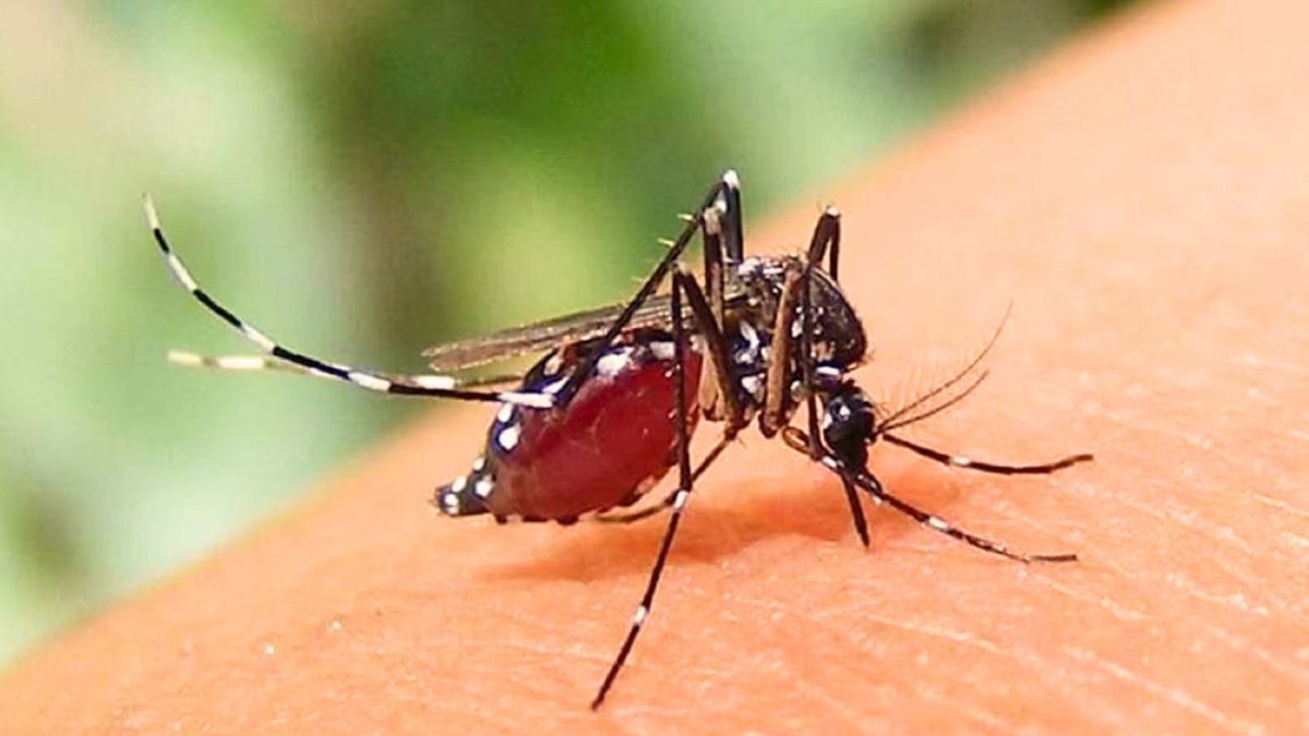 ২৪ ঘণ্টায় ডেঙ্গুতে আক্রান্ত ১৩৮