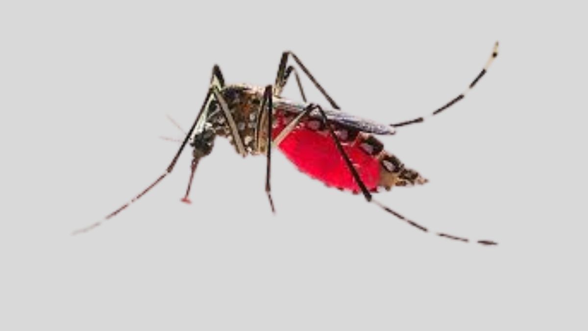 ২৪ ঘণ্টায় ডেঙ্গুতে মৃত্যু এক, আক্রান্ত ৩৯১