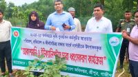 শ্রীপুরে ১০ হাজার আকাশমণি-ইউক্যালিপটাস চারা ধ্বংস