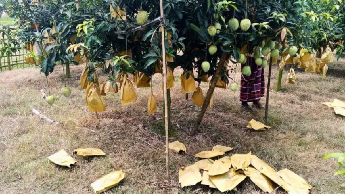 হাড়িভাঙ্গার রাজত্বে বিদেশি আমের চ্যালেঞ্জ