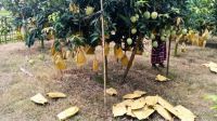 হাড়িভাঙ্গার রাজত্বে বিদেশি আমের চ্যালেঞ্জ