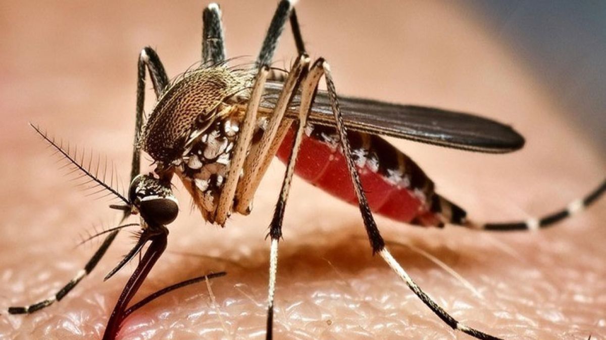২৪ ঘণ্টায় ডেঙ্গুতে মৃত্যু ১, আক্রান্ত ৩৯৪