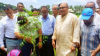 গণঅভ্যুত্থান স্মরণে পটুয়াখালীতে বৃক্ষরোপণ কর্মসূচি