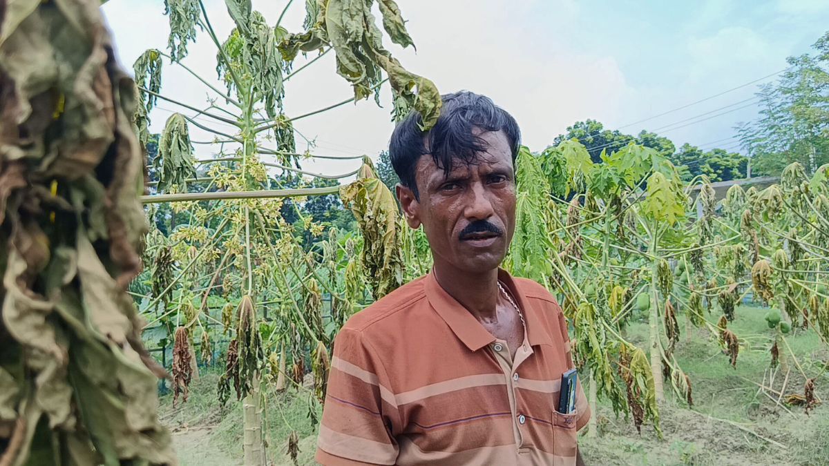 শৈলকুপায় পেঁপে বাগানে বিষ প্রয়োগের অভিযোগ