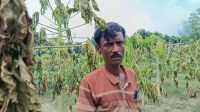 শৈলকুপায় পেঁপে বাগানে বিষ প্রয়োগের অভিযোগ