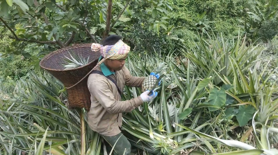পাহাড়ে সুবাশ ছড়াচ্ছে পাকা আনারসের মিষ্টি গন্ধ