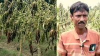 পেঁপে জমিতে দুর্বৃত্তের হানা! মুহুর্তেই নিঃস্ব কৃষক হাফিজ