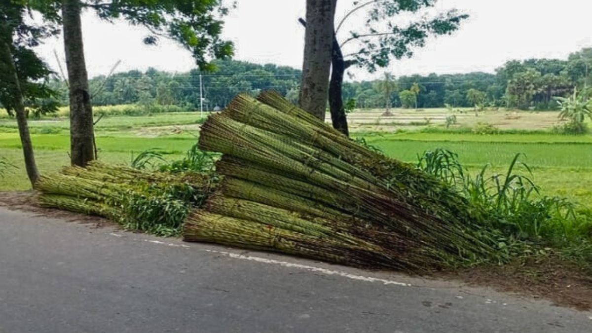 লালমনিরহাটে পানির অভাবে ভরা বর্ষায়ও পাট জাগ দিতে পারছেনা কৃষকরা