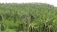 বান্দরবানে আশা জাগাচ্ছে ড্রাগন ফল