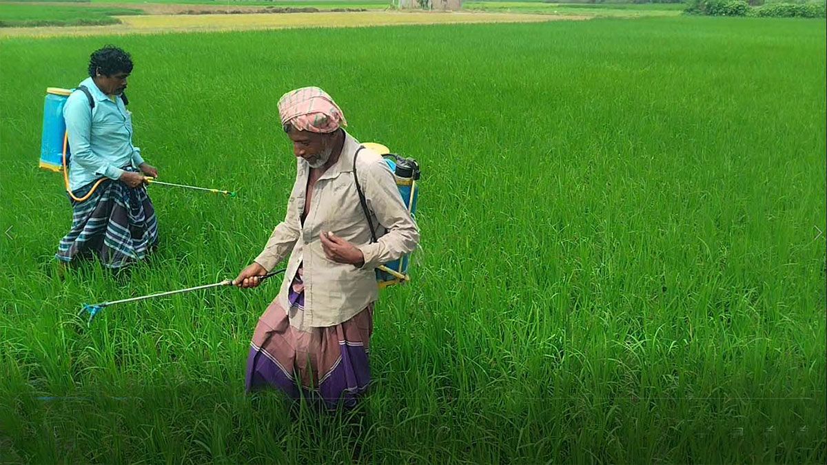 মেহেরপুরে আমন-আউশ আবাদে মাজরা পোকার আক্রমণ, দিশেহারা কৃষক