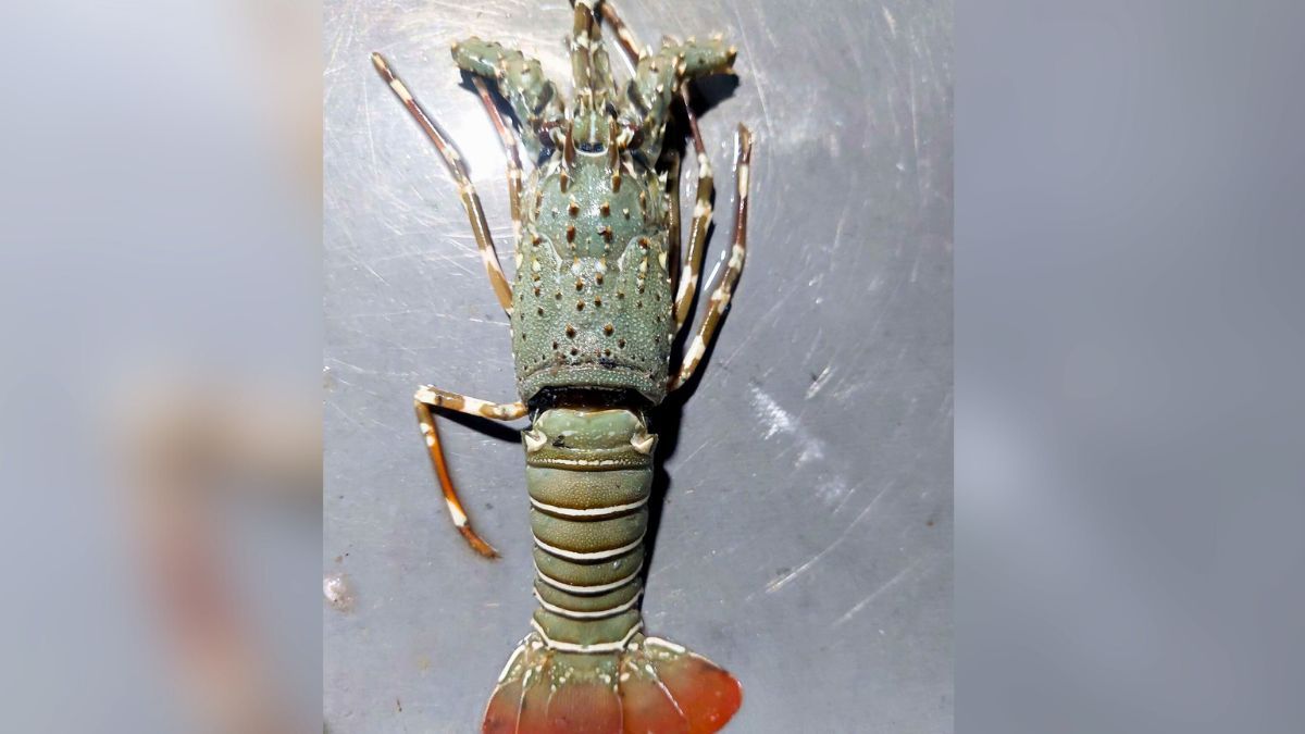 চরফ্যাসনে ধরা পড়ল বিরল সামুদ্রিক লবস্টার