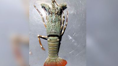 চরফ্যাসনে ধরা পড়ল বিরল সামুদ্রিক লবস্টার