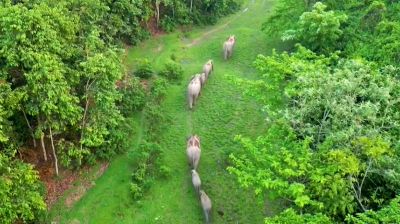 হচ্ছে হাতি ও বন্যপ্রাণীর খাদ্য উপযোগী বাগান, কমবে হাতি-মানুষের দ্বন্দ্ব