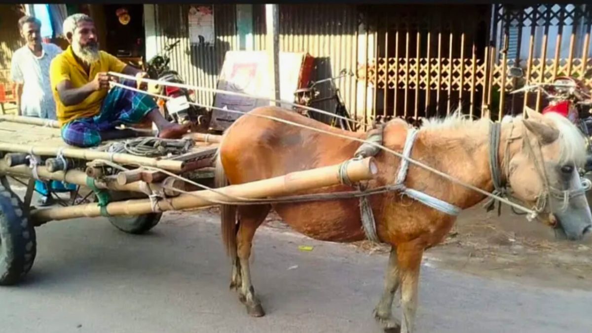 ঘোড়ার গাড়ির চাকায় ঘোরে ভাগ্যের চাকা
