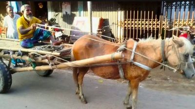 ঘোড়ার গাড়ির চাকায় ঘোরে ভাগ্যের চাকা