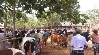 কাইতলা পশুর হাটে নীতিমালা লঙ্ঘনের অভিযোগ