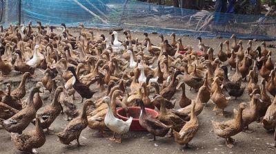 নড়াইলে হাঁসের ডিম বিক্রি করে লাখপতি যুবক