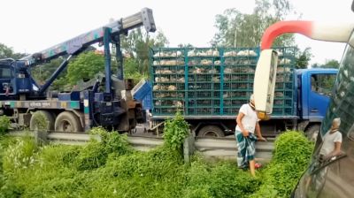 মির্জাপুরে মুরগিবোঝাই ট্রাক উল্টে ২ ঘন্টা যানচলাচল বন্ধ