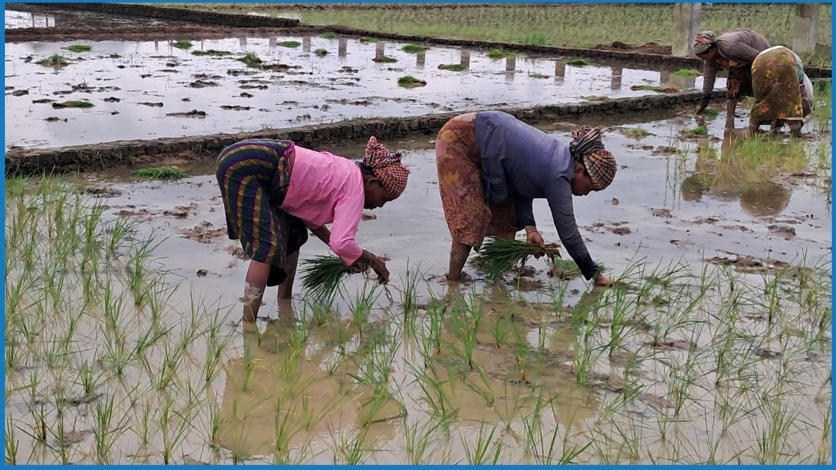 ব্যস্ত সময় পার করছেন পাহাড়ের কৃষাণ-কৃষাণীরা