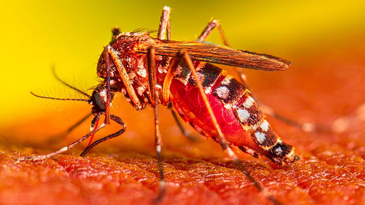 ২৪ ঘণ্টায় ডেঙ্গুতে মৃত্যু ৩, আক্রান্ত ৩১৯