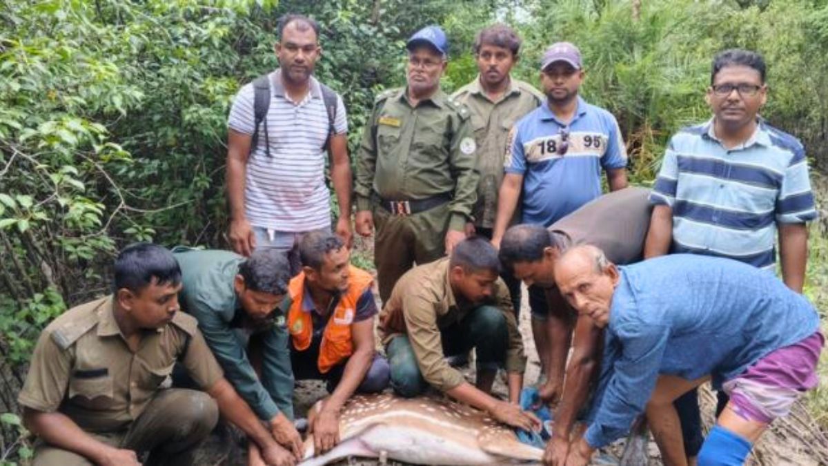 শ্যামনগরে লোকালয়ে আসা হরিণ উদ্ধার, সুন্দরবনে অবমুক্ত