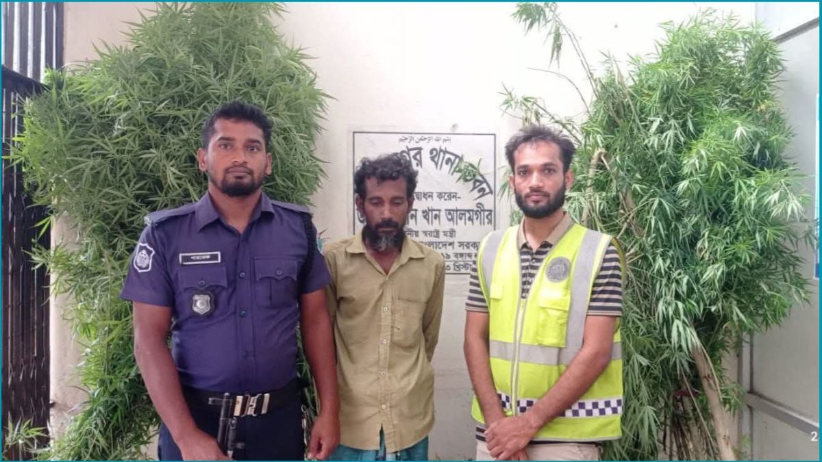 মুজিবনগরে বসতবাড়ির পেছনে গাঁজা চাষ, আটক ১