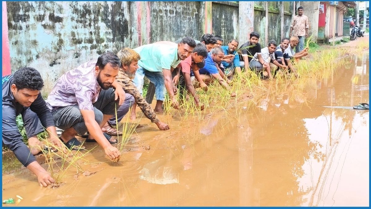 ঠাকুরগাঁওয়ে সড়কে ধান রোপণ করে এলাকাবাসীর প্রতিবাদ