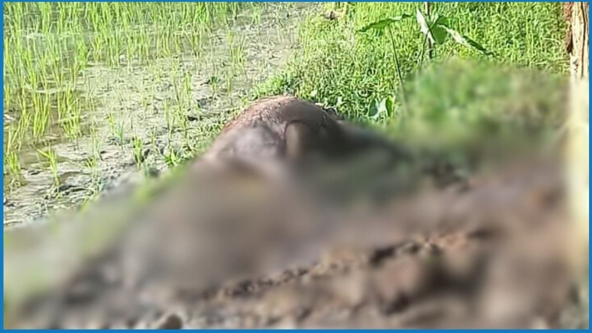 মশার কয়েলের আগুনে কৃষকের স্বপ্ন পুড়ে ছাই, ৫ গরুর মর্মান্তিক মৃত্যু