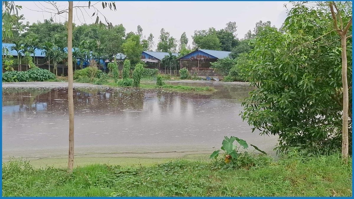 টাঙ্গাইলে পোল্ট্রির দূষণে ভোগান্তিতে শতাধিক পরিবার