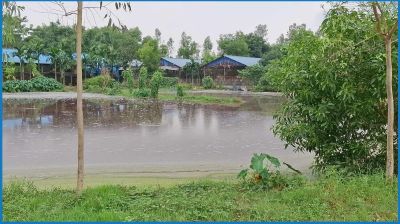 টাঙ্গাইলে পোল্ট্রির দূষণে ভোগান্তিতে শতাধিক পরিবার
