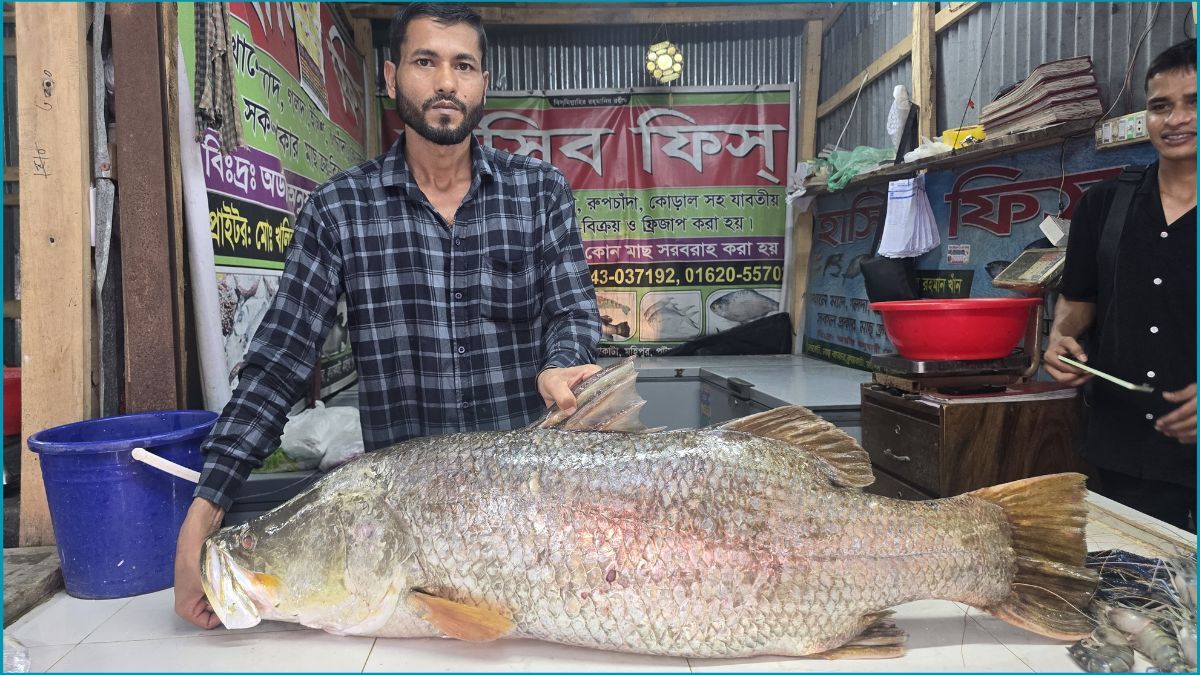 কুয়াকাটায় ধরা পড়ল বিশাল কোরাল, বিক্রি ৩৩৭৯০ টাকায়