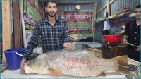কুয়াকাটায় ধরা পড়ল বিশাল কোরাল, বিক্রি ৩৩৭৯০ টাকায়