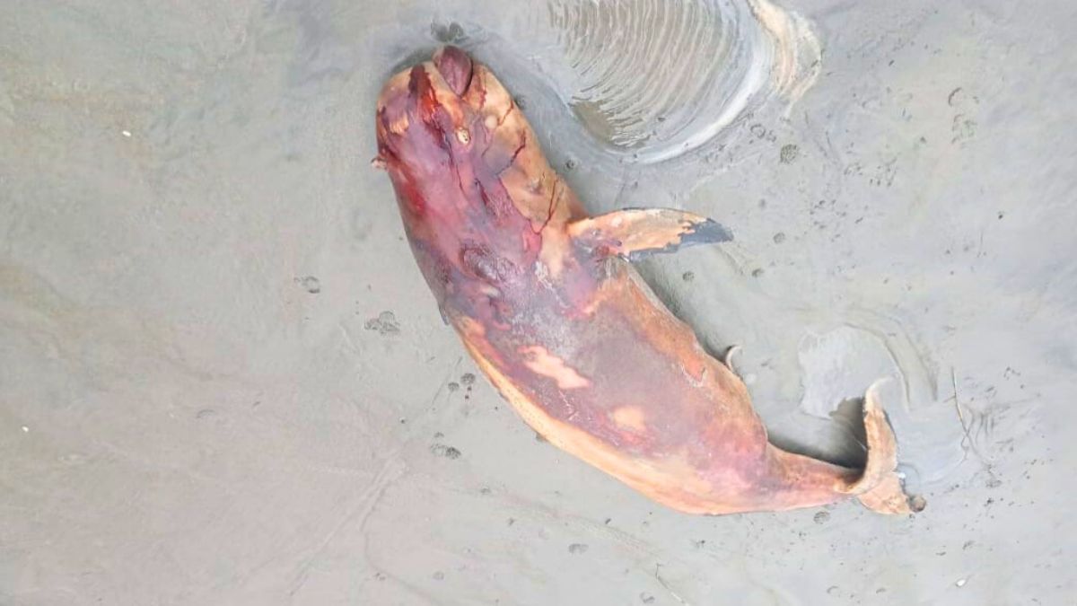 কুয়াকাটা সৈকতে ফের ভেসে এল মৃত ডলফিন
