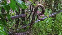 কুয়াকাটায় জালে আটকা পদ্মগোখরা বনে অবমুক্ত