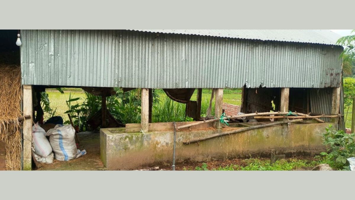 শ্রীপুরে রাতের আঁধারে গরু চুরি, পাঁচ লাখ টাকার ক্ষতি