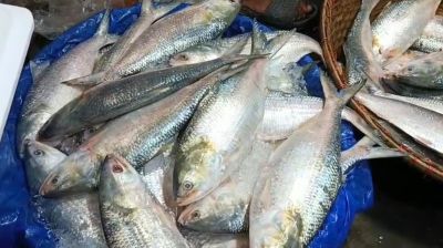 চাঁদপুরে ইলিশের বাজার নিয়ন্ত্রণে অভিযান