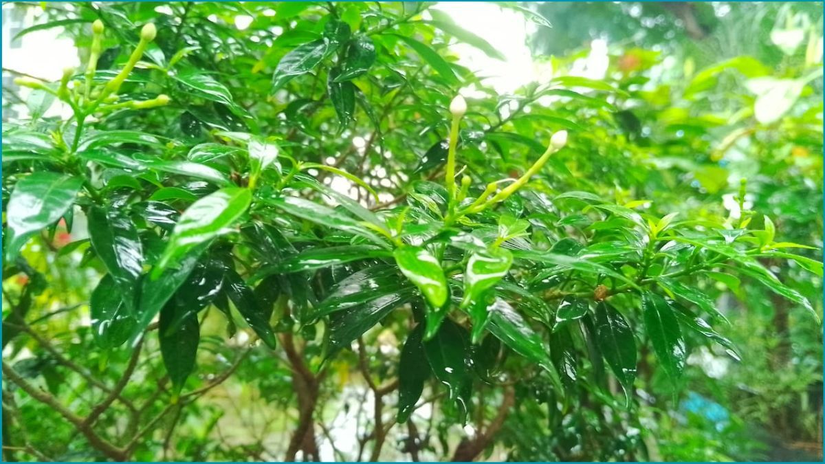 ঢাকার বাতাস আজ ‘সহনীয়’