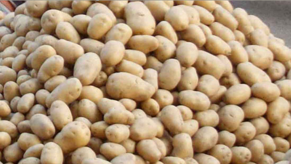 ৫০ হাজার টন আলু কিনবে সরকার